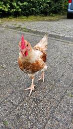 2 jonge haantjes gratis, Dieren en Toebehoren, Pluimvee, Meerdere dieren, Kip