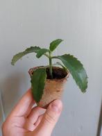 Stekje Mother of thousands Bommenwerper plant, Ophalen, Overige soorten, Minder dan 100 cm