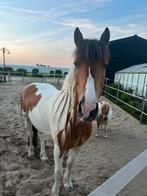 Verzorger gezocht, Dieren en Toebehoren, Paarden en Pony's | Overige Paardenspullen, Ophalen of Verzenden, Zo goed als nieuw, Dressuur