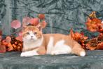 Evander – Red Ticked Blue-Eyed Bicolor British Shorthair Boy, Dieren en Toebehoren, Poes, Gechipt, 0 tot 2 jaar