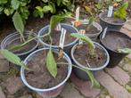 Echinacea bio planten bijen vlindertuin tuinplant paars, Ophalen, Overige soorten, Volle zon
