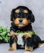Gezocht: Boomer/shipoopup. Teefje. Black and Tan of zwart., Rabiës (hondsdolheid), Overige rassen, 8 tot 15 weken, Teef
