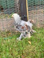 Mooie brahma blauwzalm hanen, Dieren en Toebehoren, Pluimvee, Mannelijk, Kip