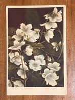 Oude Jasmijn Bloem Ansichtkaart, Ophalen of Verzenden, 1940 tot 1960, Ongelopen, Natuur