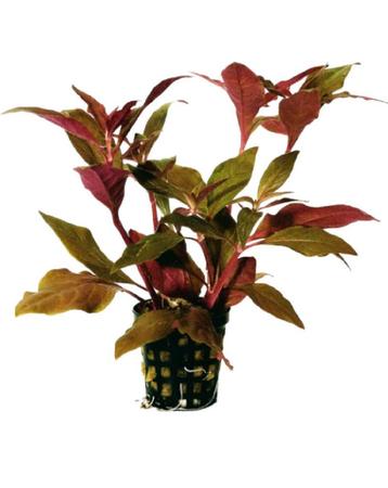 Alternanthera reineckii ‘Cardinalis’ – Rode aquariumplant | beschikbaar voor biedingen