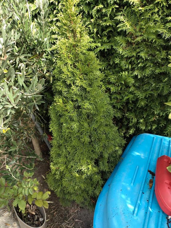 Hegboompje - 150cm, Tuin en Terras, Planten | Bomen, Overige soorten, 100 tot 250 cm, Ophalen