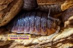 Porcellio sp. ‘Orange Skirt’ (Portugal)’ isopod / pissebed, Dieren en Toebehoren, Overige soorten