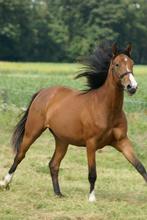 Plek voor rustende paard(en) of pony(s)met grote schuilstal, Dieren en Toebehoren, Meerdere dieren