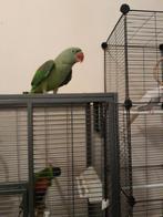 Alexander parkiet lori's en halsband parkiet, Dieren en Toebehoren, Vogels | Parkieten en Papegaaien, Mannelijk, Papegaai, Pratend