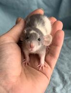 Dumbo ratjes, husky ratten, Siamese rat, Dieren en Toebehoren, Juli, Meerdere dieren, Rat