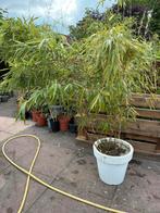 Fargesia robusta groot 200 cm excl kuip, Ophalen, Bloeit niet, Overige soorten, Halfschaduw
