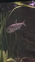 Vampiervis payara Hydrolocus Tatauaia, Vis, Zoetwatervis