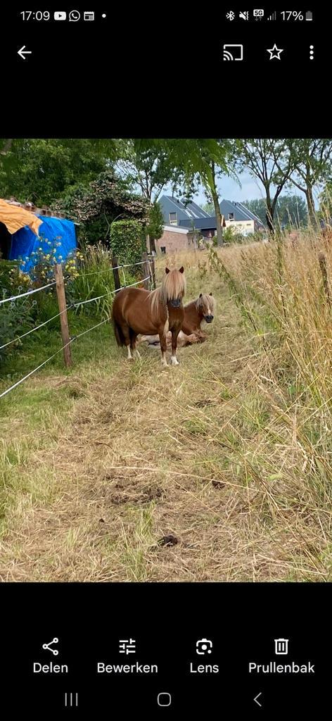 Weidepalen en afrastering, Dieren en Toebehoren, Stalling en Weidegang