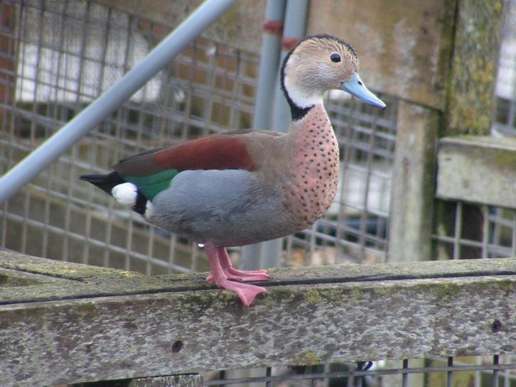 Roodschoudertaling | Broedkoppels | Persoonlijk advies, Dieren en Toebehoren, Pluimvee, Eend, Meerdere dieren