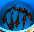 koi verschillende maten, Dieren en Toebehoren, Vissen | Vijvervissen, Karper of Koi