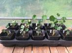 Oost-Indische Kers / Nasturtium moestuin planten - per stuk, Ophalen, Volle zon, Groenteplanten, Eenjarig
