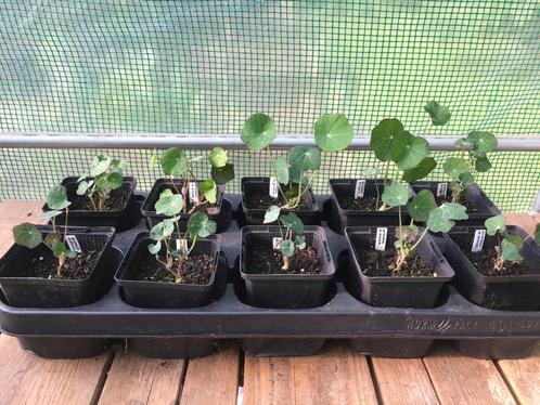Oost-Indische Kers / Nasturtium moestuin planten - per stuk, Tuin en Terras, Planten | Tuinplanten, Eenjarig, Groenteplanten, Volle zon