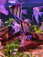 3x volw. Pterophyllum scalare manacapuru red back / Maanvis, Dieren en Toebehoren, Vis
