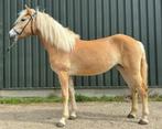 2 jarige haflinger merrie, Dieren en Toebehoren, Onbeleerd, Merrie, 0 tot 2 jaar, Gechipt