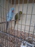 1 koppel  halsband parkieten bewezen, Dieren en Toebehoren, Vogels | Parkieten en Papegaaien, Meerdere dieren, Parkiet