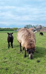 Prachtige schapenwol, blauwe en witte texelaars, Dieren en Toebehoren, Meerdere dieren, Schaap