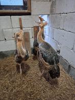 Jonge grijze kroonkraanvogels, Dieren en Toebehoren, Vogels | Overige Vogels, Meerdere dieren, Geringd