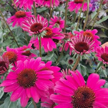 ** ECHINACEA** Zonnehoed in diverse kleuren op voorraad! beschikbaar voor biedingen