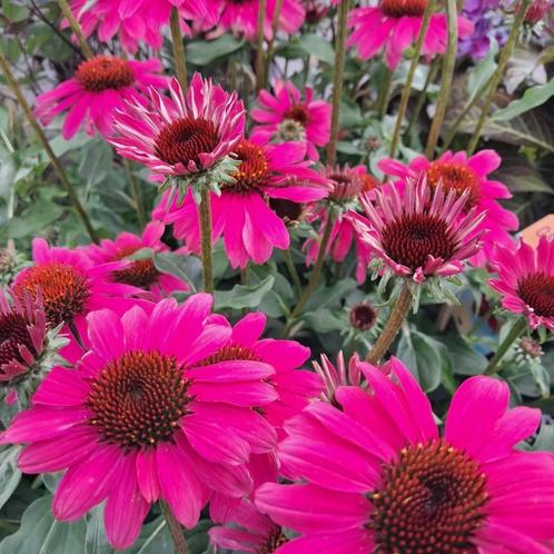 ** ECHINACEA** Zonnehoed in diverse kleuren op voorraad!, Tuin en Terras, Planten | Tuinplanten, Vaste plant, Bodembedekkers, Volle zon