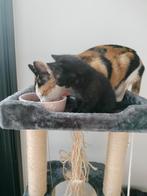 Kitten, Kater