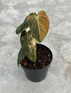 Philodendron Melanochrysum Orange Bonfire Ø14, Overige soorten, In pot, Minder dan 100 cm, Groene kamerplant