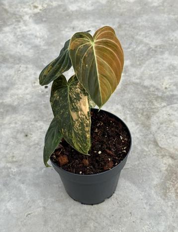 Philodendron Melanochrysum Orange Bonfire Ø14 beschikbaar voor biedingen