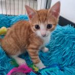 Super lieve kittens op zoek na een huisje mogen verhuizen, Meerdere dieren