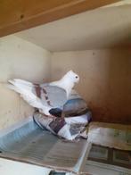 Oud Hollandse Meeuw, Dieren en Toebehoren, Mannelijk, Overige soorten