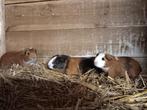 Mooie jonge cavias, Mei, Mannelijk, Cavia