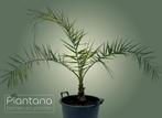 Phoenix canariensis (Canarische dadelpalm), Zomer, Palmboom, Ophalen, Volle zon