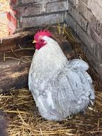 Cochin haantjes diverse beschikbaar, Dieren en Toebehoren, Pluimvee, Mannelijk, Kip