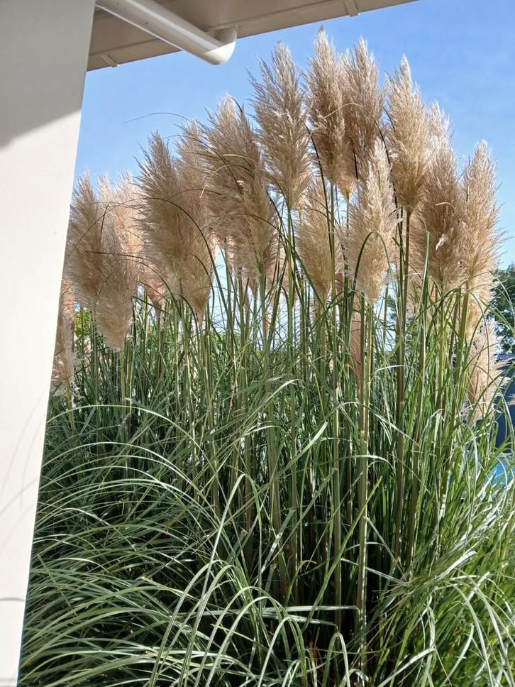 Pampasgras pluimen in diverse lengtes, Tuin en Terras, Planten | Tuinplanten, Vaste plant, Siergrassen, Volle zon, Herfst, Ophalen of Verzenden