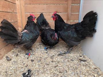 3 kweekhennen zwarte australorp OPHALEN HASSELT BELGIE beschikbaar voor biedingen