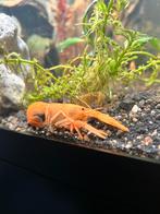 Zoetwater Kreeft, Dieren en Toebehoren, Vissen | Aquariumvissen, Vis