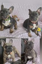 Franse bulldog pups, Parvo, 8 tot 15 weken, Bulldog, Meerdere