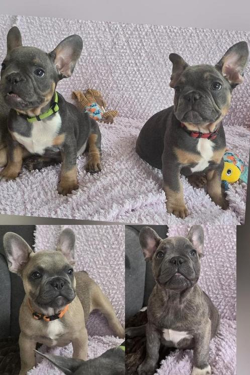 Franse bulldog pups, Dieren en Toebehoren, Honden | Bulldogs, Pinschers en Molossers, Meerdere dieren, Bulldog, Particulier, Meerdere