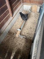 Orpington hanen(groot) fok/slacht ca. 8 stuks, Dieren en Toebehoren, Pluimvee, Mannelijk, Kip