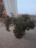 Jade plant met beige pot op wieltjes., Huis en Inrichting, Woonaccessoires | Droogbloemen, Ophalen of Verzenden, Zo goed als nieuw