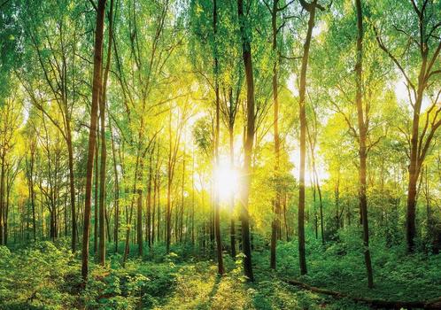 Bos fotobehang Zonnestralen, zon, bomen, * Muurdeco4kids, Huis en Inrichting, Stoffering | Behang, Ophalen of Verzenden