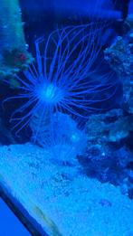Zeeaquarium koraal cilinderrozen