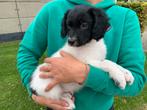 Mooie raszuivere Friese stabij pups, Dieren en Toebehoren, Honden | Niet-rashonden, 8 tot 15 weken, CDV (hondenziekte), Meerdere