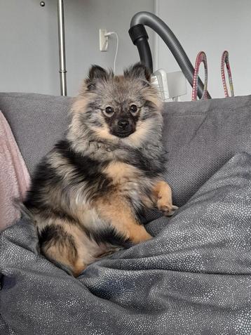 Lief pomeriaan/dwergkees meisje van 5 jaar beschikbaar voor biedingen