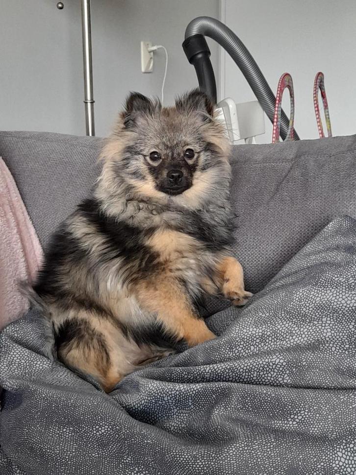 Lief pomeriaan/dwergkees meisje van 5 jaar, Dieren en Toebehoren, Honden | Poolhonden, Keeshonden en Oertypen, Teef, Keeshond