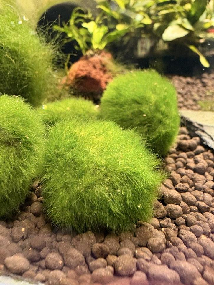 Mosbollen voor Aquarium – Verschillende Maten, Dieren en Toebehoren, Vissen | Aquaria en Toebehoren, Nieuw, Plant(en), Steen of Hout