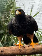 1-1 koppel Falklandcaracara, Dieren en Toebehoren, Vogels | Overige Vogels, Meerdere dieren, Geringd, Roofvogel